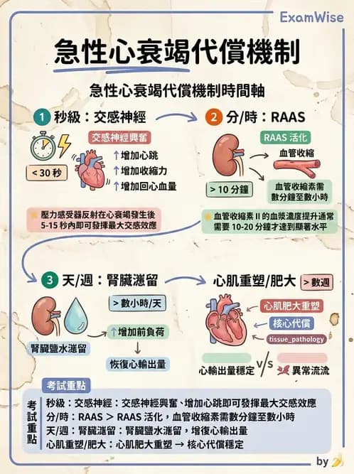 物治 - 心臟血管生理 - AI 圖文解析預覽