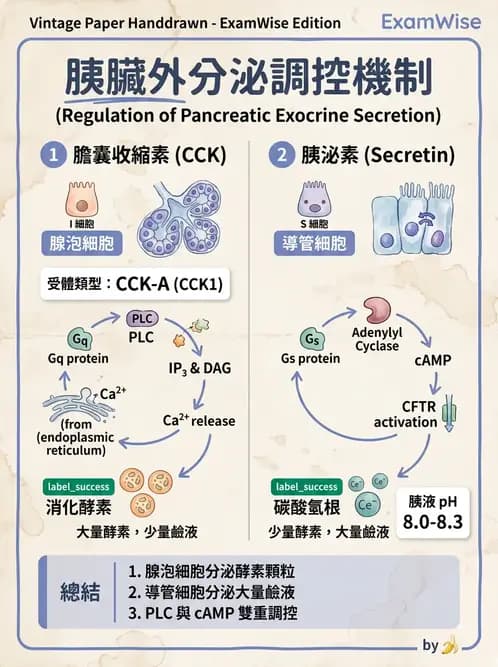 物治 - 消化泌尿系統生理 - AI 圖文解析預覽