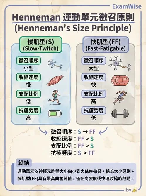 物治 - 肌肉收縮與纖維特性 - AI 圖文解析預覽