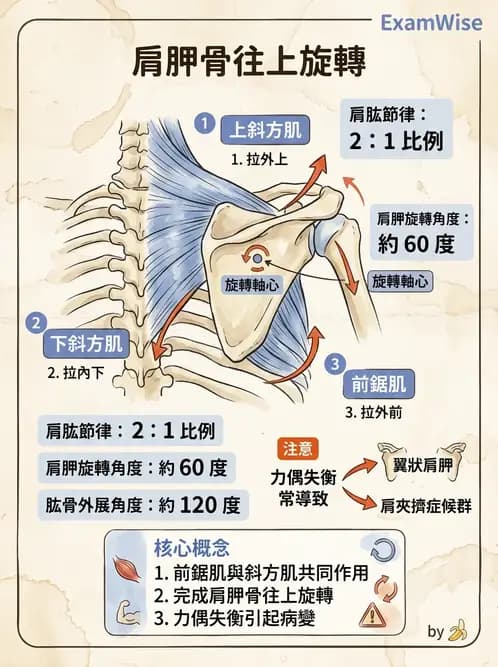 物治 - 肩關節複合體生物力學 - AI 圖文解析預覽