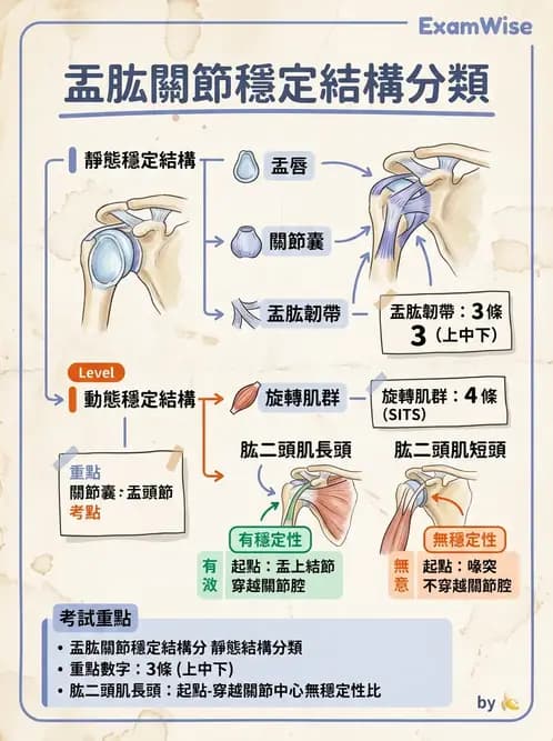 物治 - 肩關節複合體生物力學 - AI 圖文解析預覽