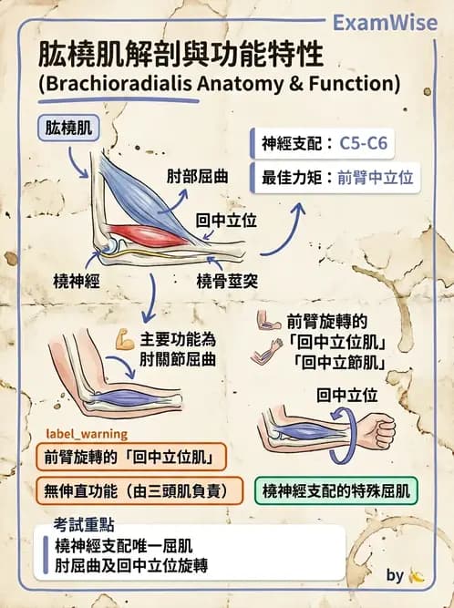 物治 - 肘關節與前臂生物力學 - AI 圖文解析預覽