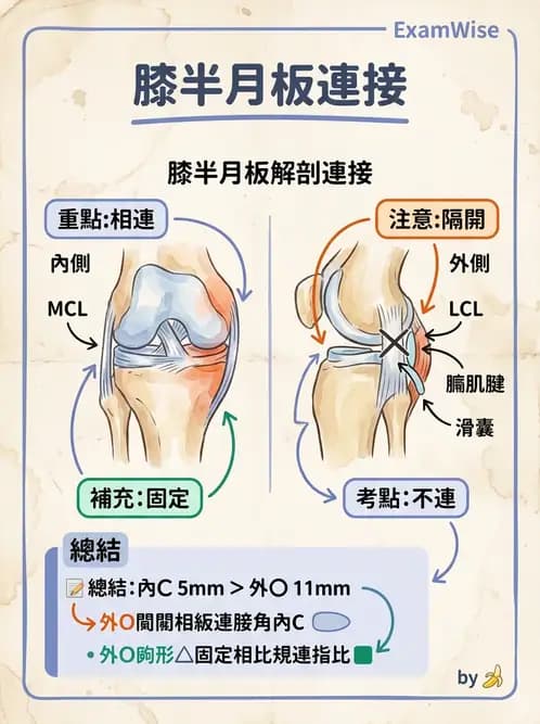 物治 - 膝關節肌動學與生物力學 - AI 圖文解析預覽