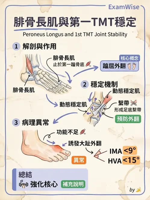 物治 - 踝與足部肌動學與生物力學 - AI 圖文解析預覽