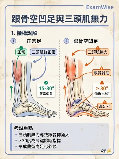 物治 - 踝與足部肌動學與生物力學 - AI 圖文解析預覽