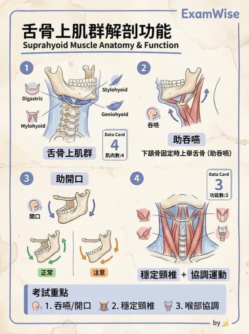 物治 - 顳顎關節肌動學與生物力學 - AI 圖文解析預覽