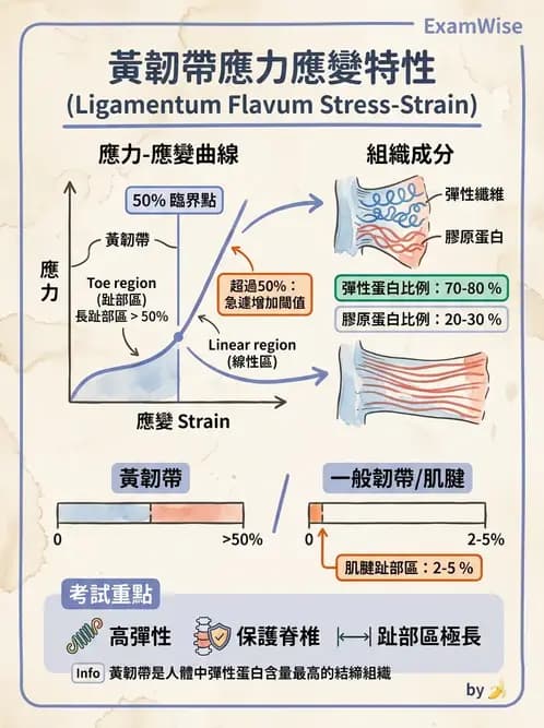 物治 - 組織生物力學 - AI 圖文解析預覽