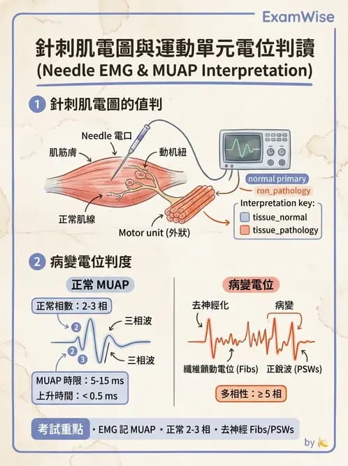 物治 - 電生理診斷 - AI 圖文解析預覽