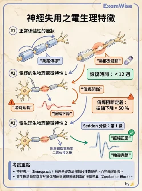 物治 - 電生理診斷 - AI 圖文解析預覽