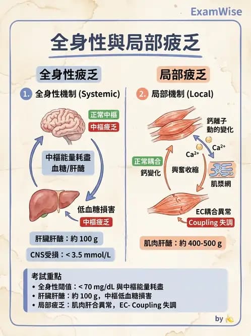 物治 - 肌耐力與神經肌肉適應 - AI 圖文解析預覽