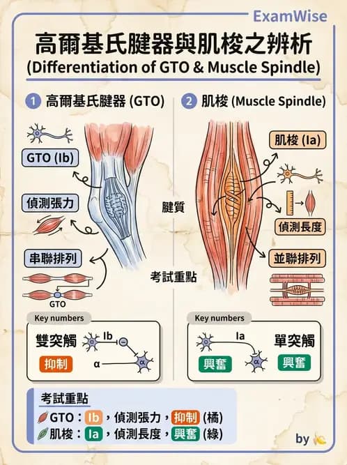 物治 - 動作控制理論 - AI 圖文解析預覽