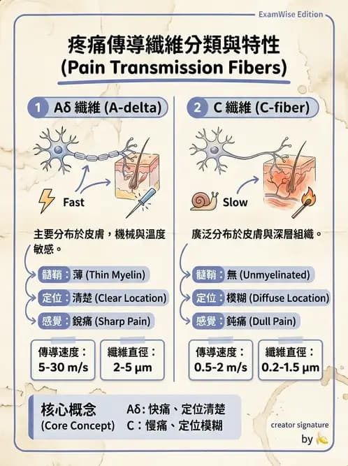 物治 - 動作控制理論 - AI 圖文解析預覽