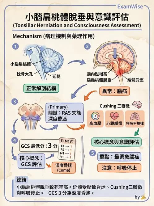 物治 - TBI病理評估與GCS - AI 圖文解析預覽