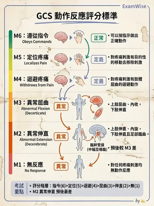 物治 - TBI病理評估與GCS - AI 圖文解析預覽