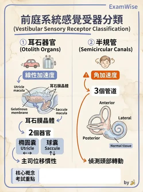 物治 - 前庭系統與前庭復健 - AI 圖文解析預覽