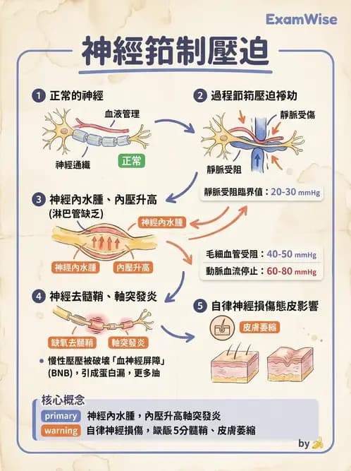 物治 - 周邊神經損傷與復健 - AI 圖文解析預覽