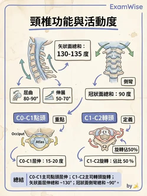 物治 - 頸椎評估與病理 - AI 圖文解析預覽
