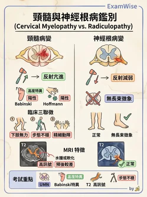 物治 - 頸椎評估與病理 - AI 圖文解析預覽
