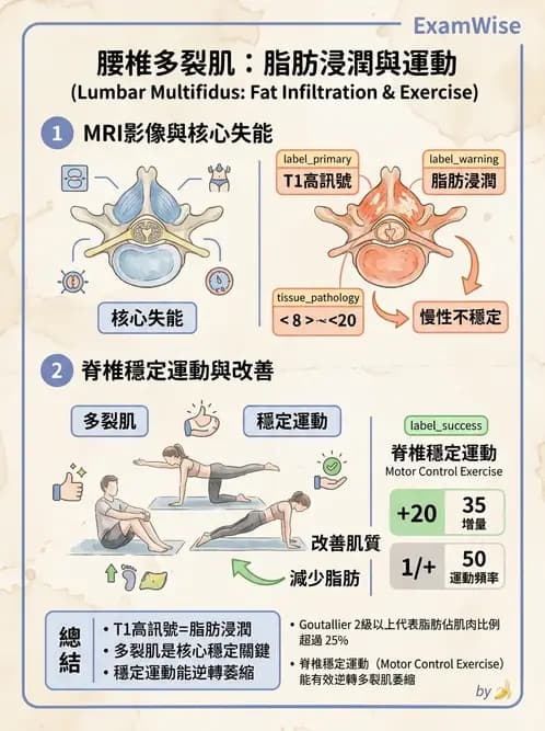 物治 - 腰椎穩定訓練與治療原則 - AI 圖文解析預覽