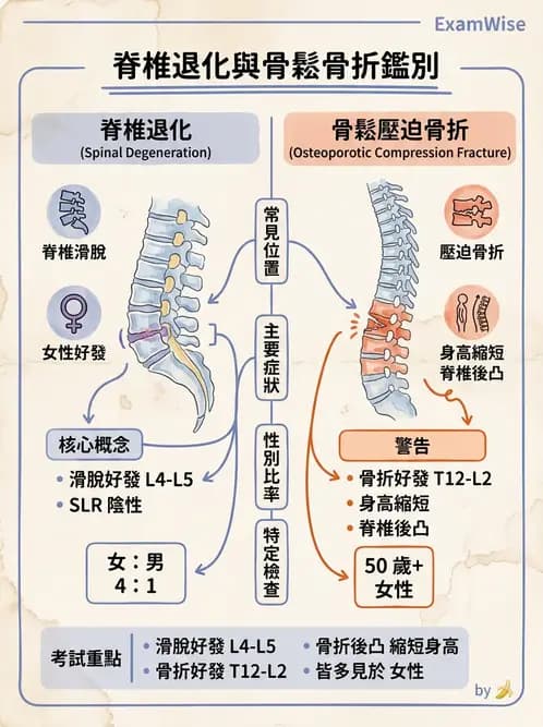 物治 - 腰椎椎間盤與脊椎狹窄 - AI 圖文解析預覽