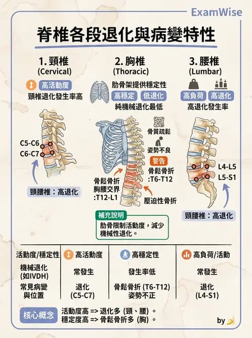 物治 - 胸椎與肋骨 - AI 圖文解析預覽