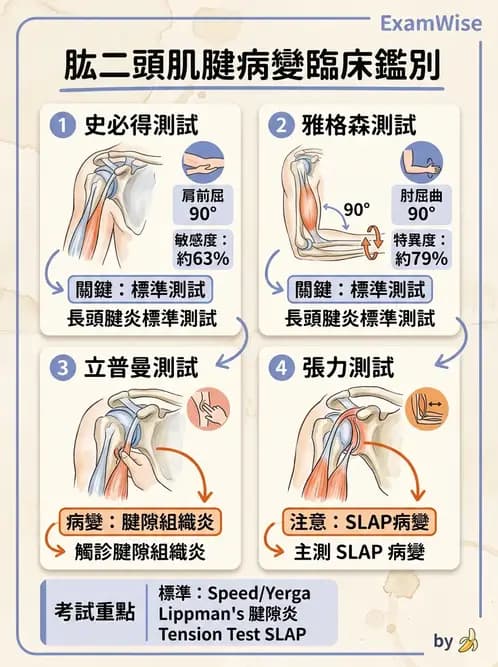 物治 - 肩關節不穩定與盂唇損傷 - AI 圖文解析預覽