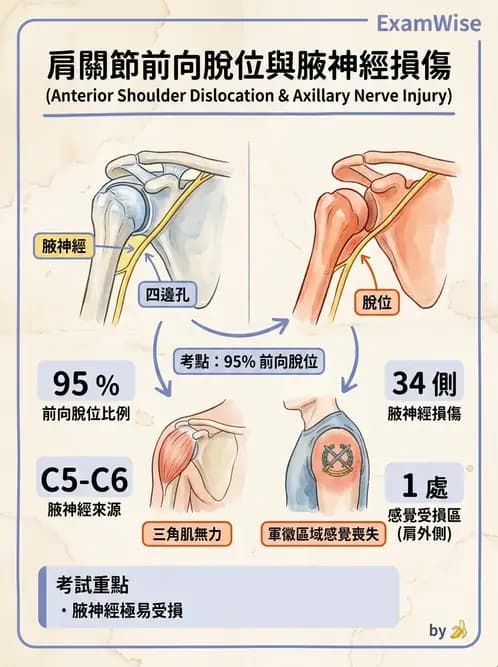 物治 - 肩關節不穩定與盂唇損傷 - AI 圖文解析預覽