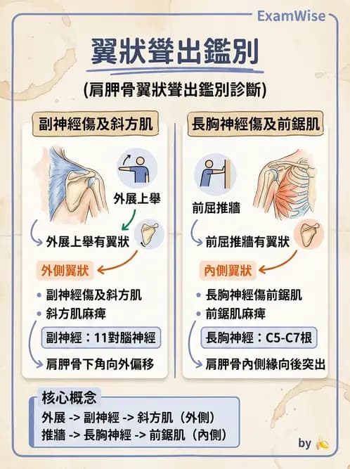 物治 - 肩胛生物力學與神經損傷 - AI 圖文解析預覽