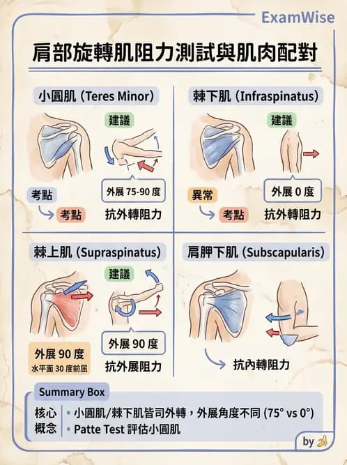 物治 - 肩關節夾擠與旋轉肌袖 - AI 圖文解析預覽