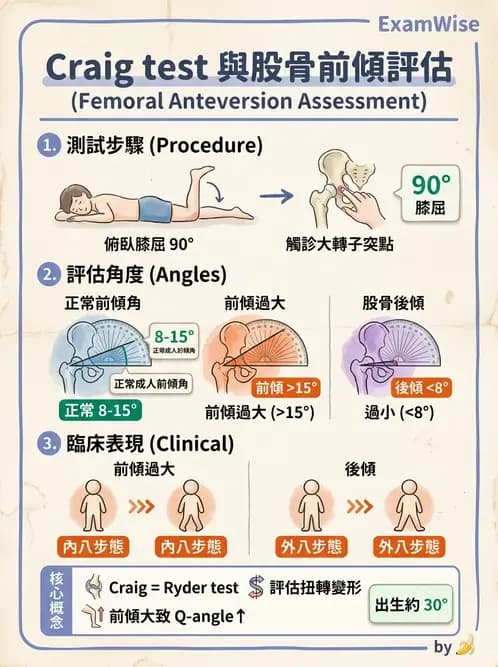 物治 - 髖關節解剖與評估 - AI 圖文解析預覽