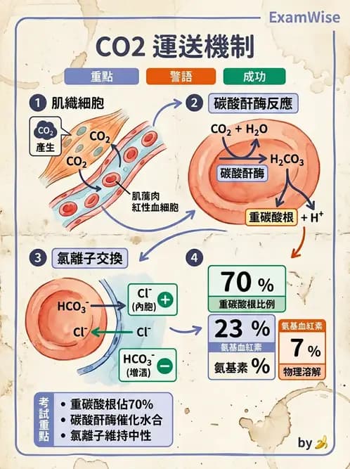 物治 - 呼吸解剖、生理與力學 - AI 圖文解析預覽