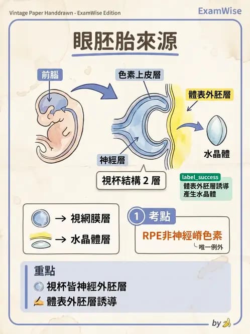 驗光師 - 眼球胚胎發育 - AI 圖文解析預覽