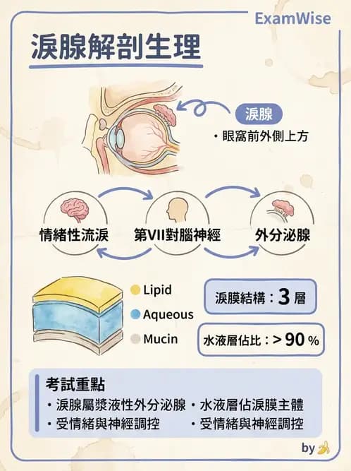 驗光師 - 眼附屬系統 - AI 圖文解析預覽