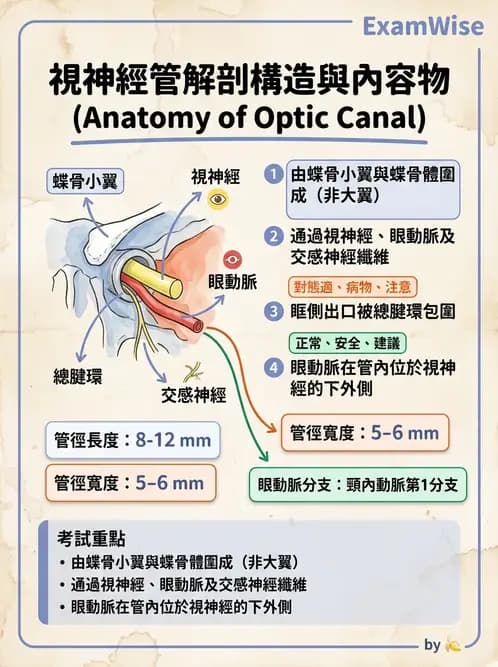 驗光師 - 眼窩骨骼與開口解剖 - AI 圖文解析預覽