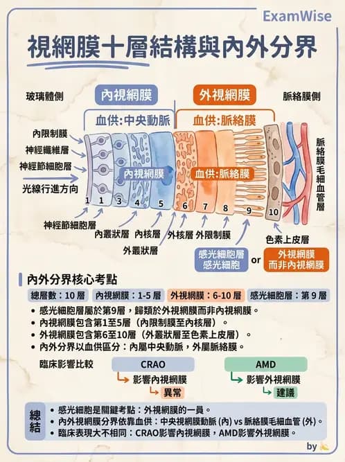 驗光師 - 視網膜 - AI 圖文解析預覽