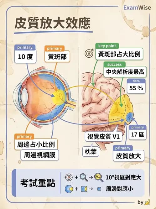 驗光師 - 視覺神經傳導系統 - AI 圖文解析預覽