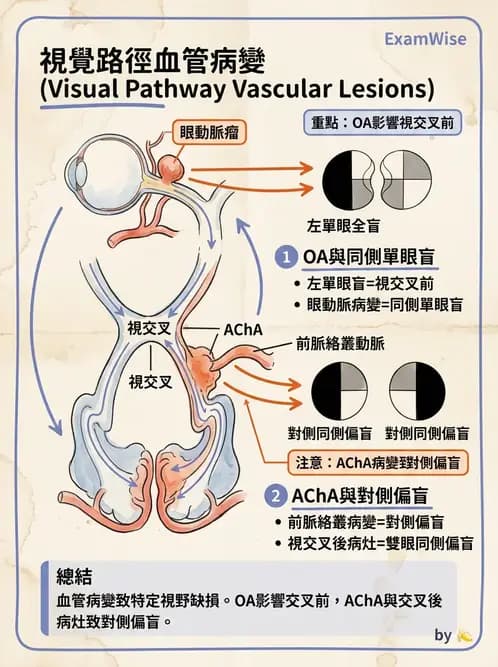 驗光師 - 視覺神經傳導系統 - AI 圖文解析預覽