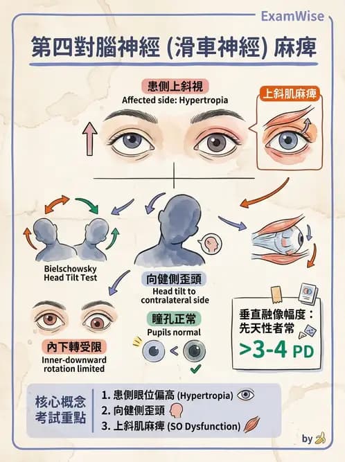 驗光師 - 眼部腦神經解剖與麻痺 - AI 圖文解析預覽