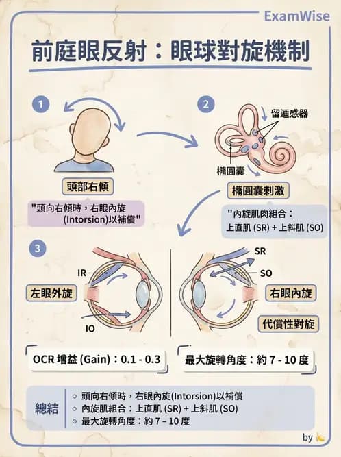 驗光師 - 眼部反射弧與自主神經調控 - AI 圖文解析預覽
