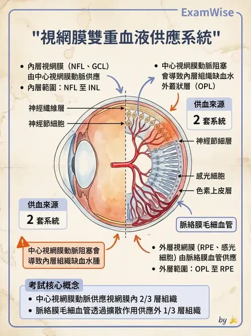 驗光師 - 眼循環系統 - AI 圖文解析預覽