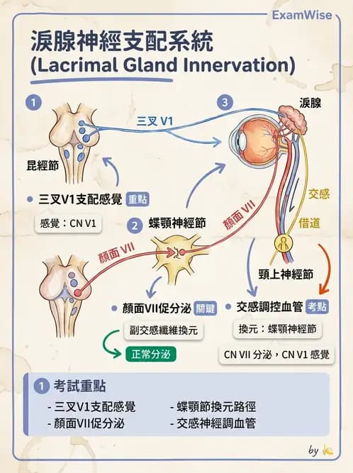 驗光師 - 眼附屬系統 - AI 圖文解析預覽