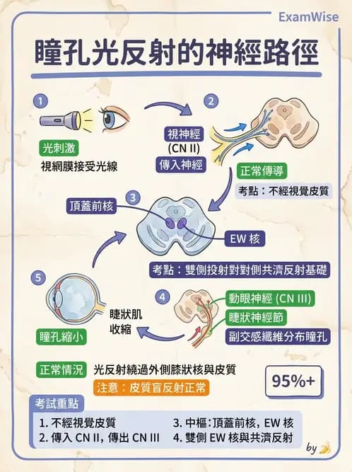 驗光師 - 眼部反射弧與自主神經調控 - AI 圖文解析預覽