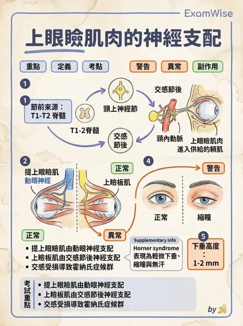 驗光師 - 眼部反射弧與自主神經調控 - AI 圖文解析預覽