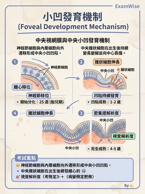 驗光師 - 眼球胚胎發育 - AI 圖文解析預覽