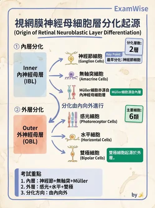 驗光師 - 眼球胚胎發育 - AI 圖文解析預覽