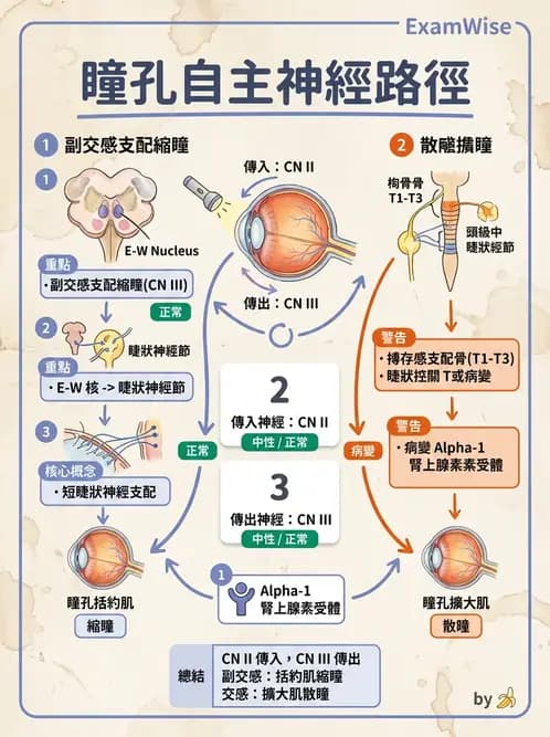 驗光師 - 眼部反射弧與自主神經調控 - AI 圖文解析預覽