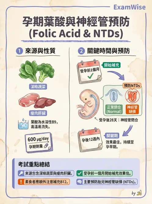 護理師 - 孕期營養心理與衛生政策 - AI 圖文解析預覽