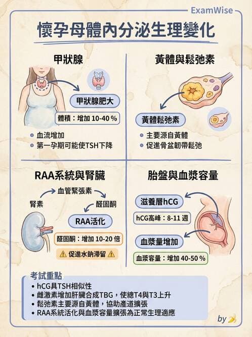 護理師 - 孕期生理變化與不適護理 - AI 圖文解析預覽