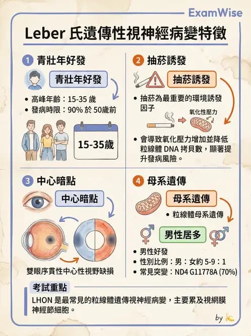 驗光師 - 老年性黃斑部及眼部退化疾病 - AI 圖文解析預覽