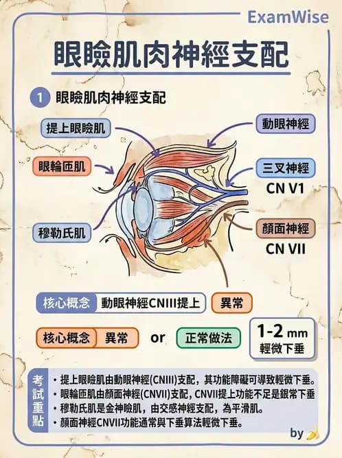 驗光師 - 眼部反射弧與自主神經調控 - AI 圖文解析預覽